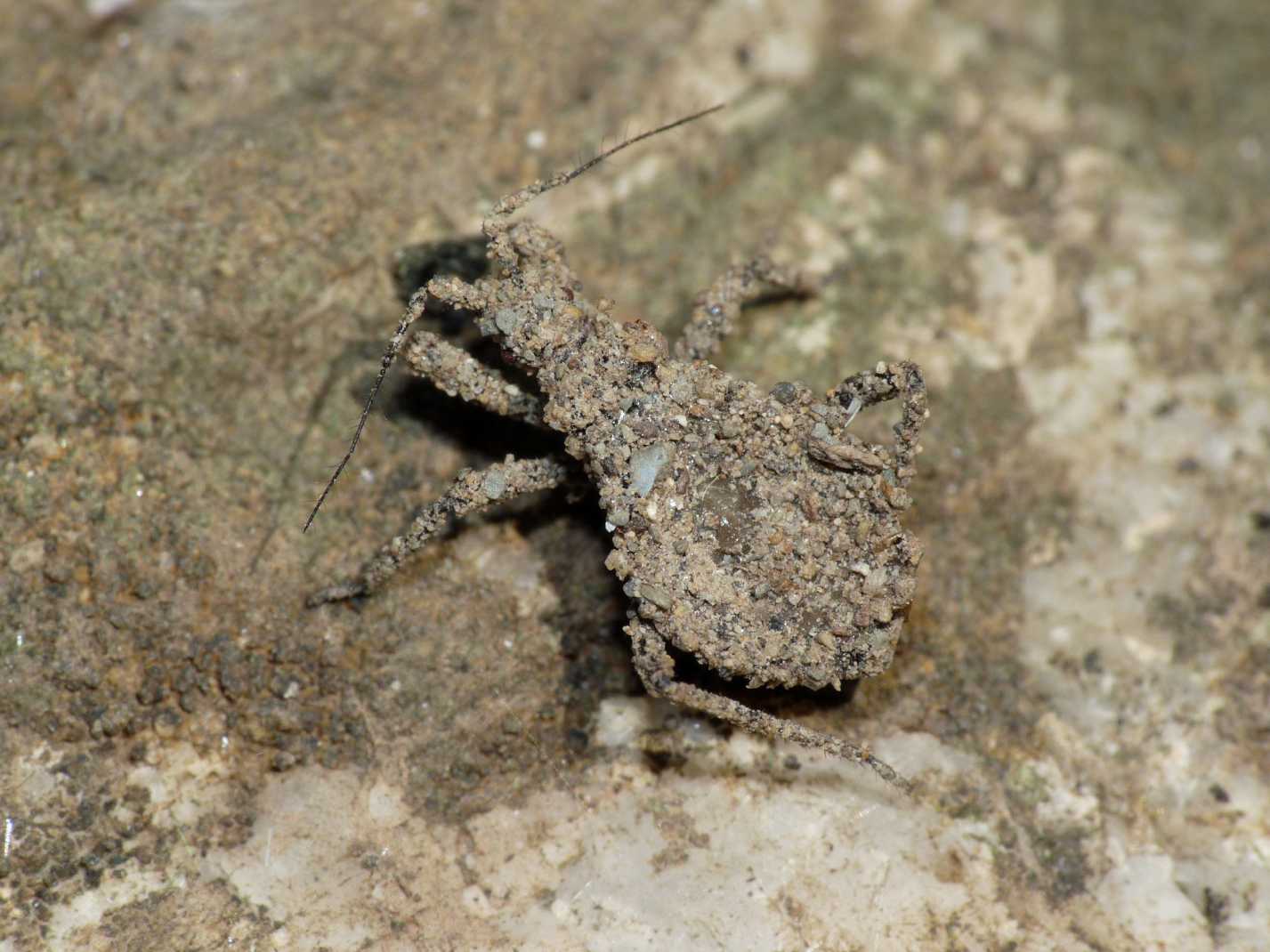 Reduviidae dell''Australia: Poecilosphodrus undescribed sp.